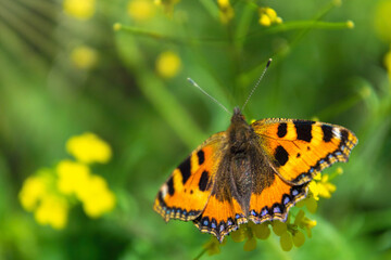 Orange butterfly urticaria against the background of a summer field