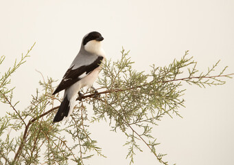 Masked shrike perched on tree, Bahrain