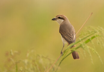Closeup of a Red-tailed Shrike, Bahrain