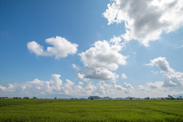 Beautiful rice fields with contrasting skies