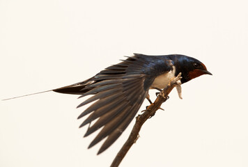 Fototapeta premium Barn swallow stretching its wings, Bahrain