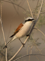 Red-backed shrike perched on bushes at Asker Marsh