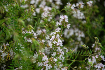 Fragrant flowering thyme. Herb garden	