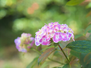 ピンクの紫陽花
