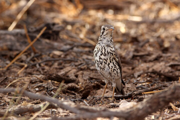 Groundscraper Thrush, Kgalagadi 
