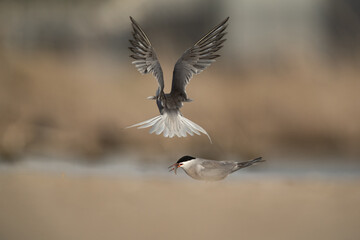 White-cheeked Tern feeding fish to his mate at Asker marsh, Bahrain