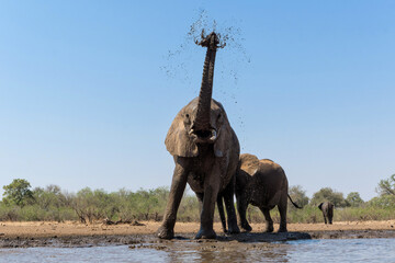 Elephants drinking ans taking a bath in a waterhole in Mashatu Game Reserve in the Tuli Block in...