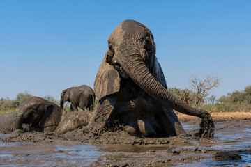 Fototapeta premium Elephants drinking ans taking a bath in a waterhole in Mashatu Game Reserve in the Tuli Block in Botswana.