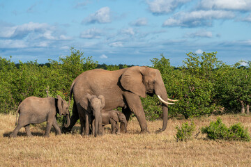 Fototapeta premium Elephants herd walking in Mashatu Game Reserve in the Tuli Block in 