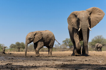 Fototapeta premium Elephants in a Game Reserve in the Tuli Block in Botswana. Mother and baby visiting a waterhole.