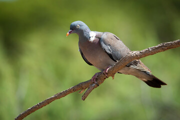 Torcas pigeon in Andalusian landscape on a green background