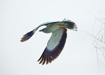 Eurasian roller takeoff at Asker marsh, Bahrain