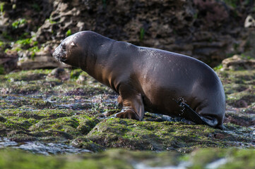 Fototapeta premium SOUTH AMERICAN SEA LION pup,Peninsula Valdes, Chubut,Patagonia ,Argentina