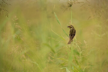 Baya weaver feeding on tall grass, Bahrain