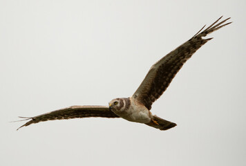 Pallid harrier flying at Hamala area, Bahrain
