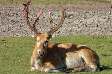 Naklejka na ściany i meble Pere David's deer, a large male specimen with growing horns.