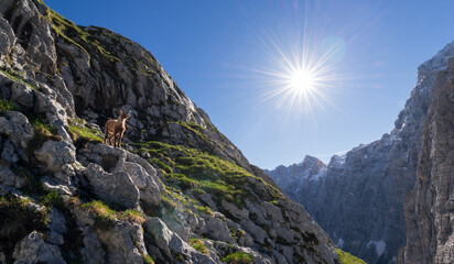 Fototapeta premium Alpine Ibex in the Julian Alps