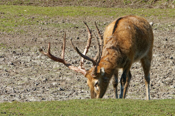 Pere David's deer, a large male specimen with growing horns.