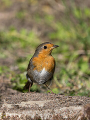 Front view of european red robin looking to the right