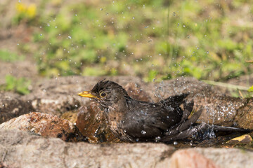 Close up side view of a common eurasian blackbird female bathing with lots droplet spray in the air