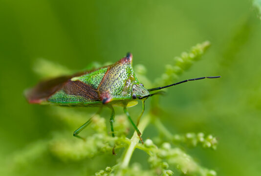 Macro photo of a hawthorn shield bug in green environment