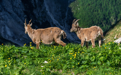 Alpine Ibex in the Julian Alps