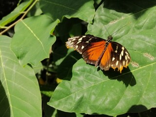 exotic orange butterfly close up, macro photo