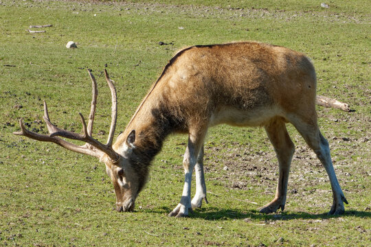 Pere David's deer, a large male specimen with growing horns.