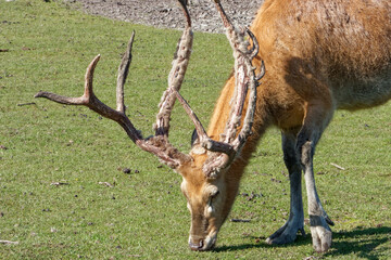 Pere David's deer, a large male specimen with growing horns.