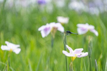 トンボと菖蒲