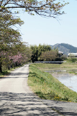 Fototapeta na wymiar 川沿いの風景　4月