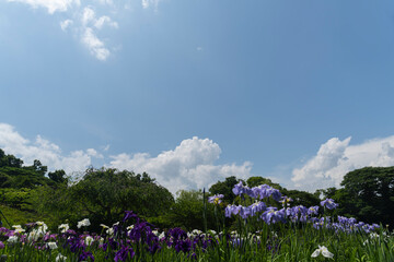 空と菖蒲