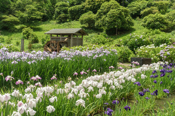 横須賀しょうぶ園