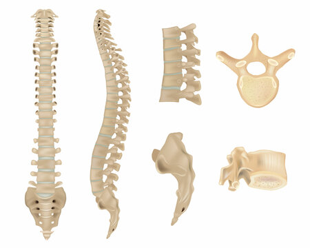 Anatomy of Vertebral column and vertebrae. Human spine vertebral bones. Detailed medical illustration. Skeletal system
