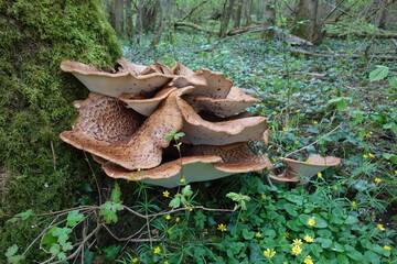 Polypore écailleux