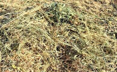close-up of dry grass