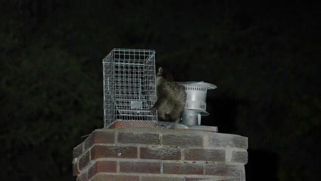 A raccoon tries to enter a house's brick chimney treated with a one-way trap door.  	