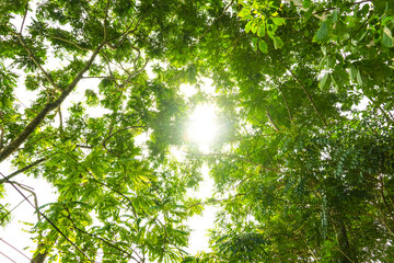 Obraz premium Tree in the forest, bottom view.