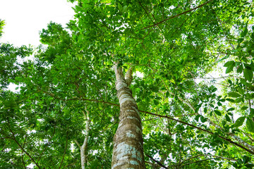 Fototapeta premium Tree in the forest, bottom view.
