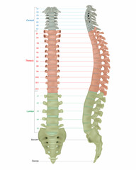 Human Skeleton Anatomy.Vertebral Column of Human Body Anatomy infograpic diagram including all vertebra cervical thoracic lumbar sacral and coccygeal