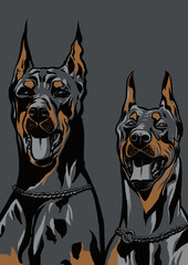 Fototapeta premium Colour ink illustration of two Doberman Pinschers on grey background