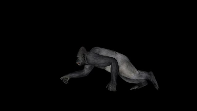 Old Gorilla Running Animation.Full HD 1920×1080, 06 Second Long.Transparent Alpha video.LOOP.