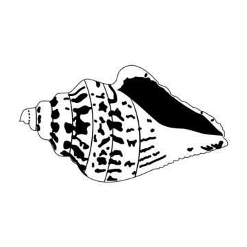 Vector image of a shell in doodle style. Isolated illustration of a shell in black and white