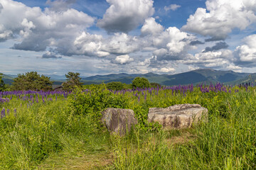 landscape with lupines and mountains