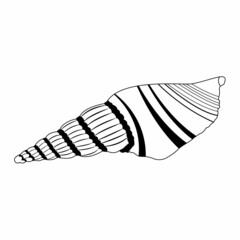 Vector image of a shell in doodle style. Isolated illustration of a shell in black and white