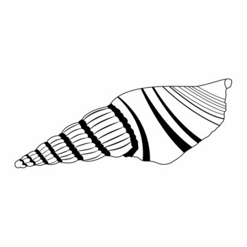 Vector image of a shell in doodle style. Isolated illustration of a shell in black and white