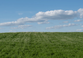 A beautiful large field of just blooming white chamomile merges with a huge bright blue sky with...
