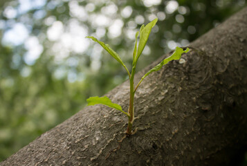 green leaves on a tree trunk