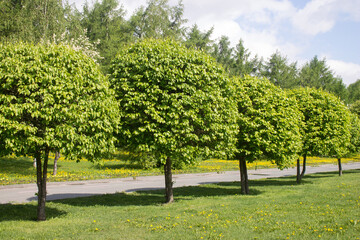 trees in the park