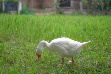 The yellow gosling walked to the grass, and the light shone from behind.